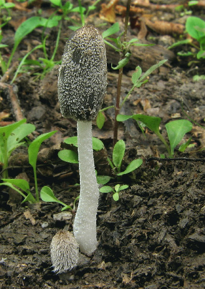 hnojník chlpatý Coprinopsis lagopus (Fr.) Redhead, Vilgalys & Moncalvo