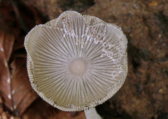 hnojník chlpatý Coprinopsis lagopus (Fr.) Redhead, Vilgalys & Moncalvo