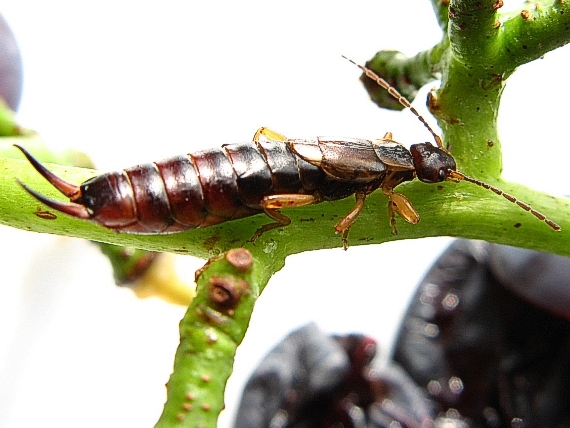 ucholak Forficula Auricularia