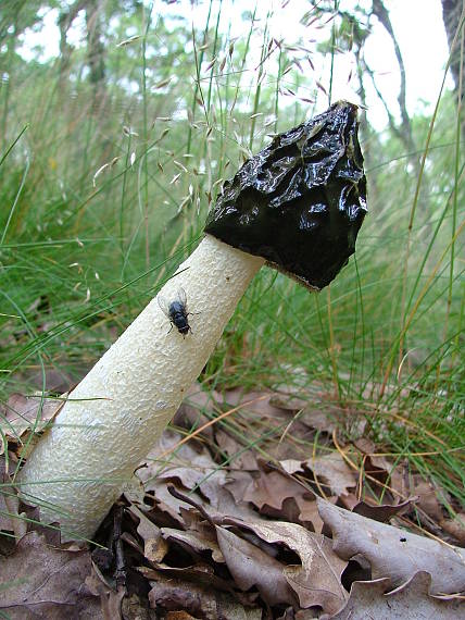 hadovka smradľavá Phallus impudicus L.