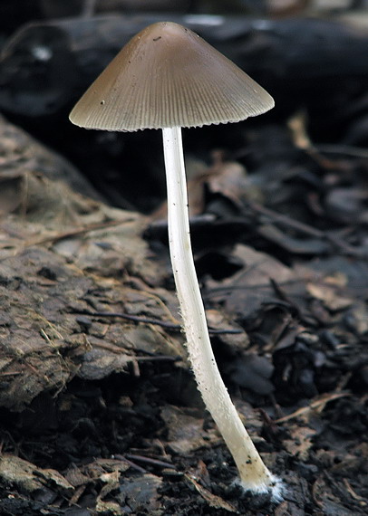 drobuľka Psathyrella sp.