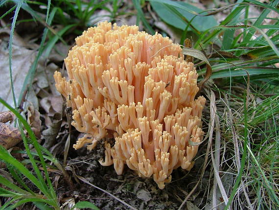 strapačka Ramaria sp.