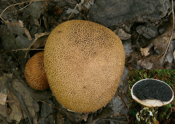 pestrec bradavičnatý Scleroderma verrucosum (Bull.) Pers.