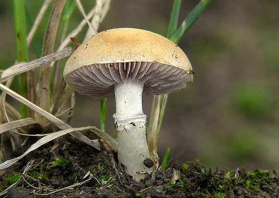 golierovka ovenčená Stropharia coronilla (Bull.) Quél.