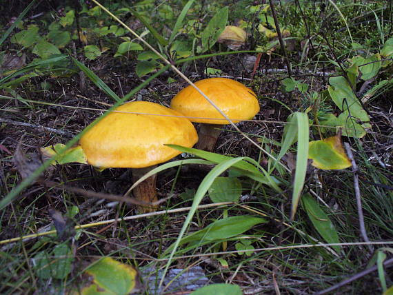 masliak smrekovcový Suillus grevillei (Klotzsch) Singer