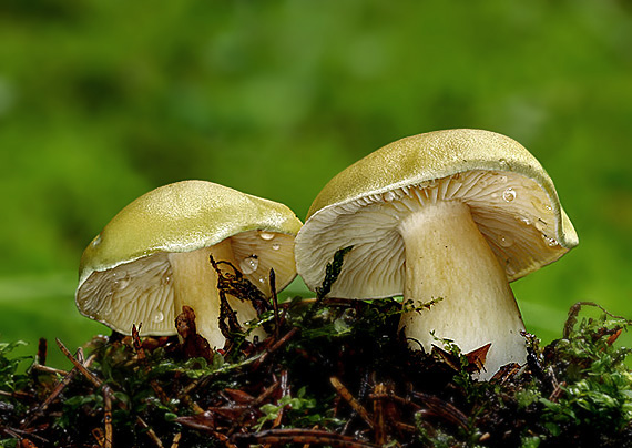 čírovka mýdlová Tricholoma saponaceum var. squamosum (Fr.) P. Kumm.