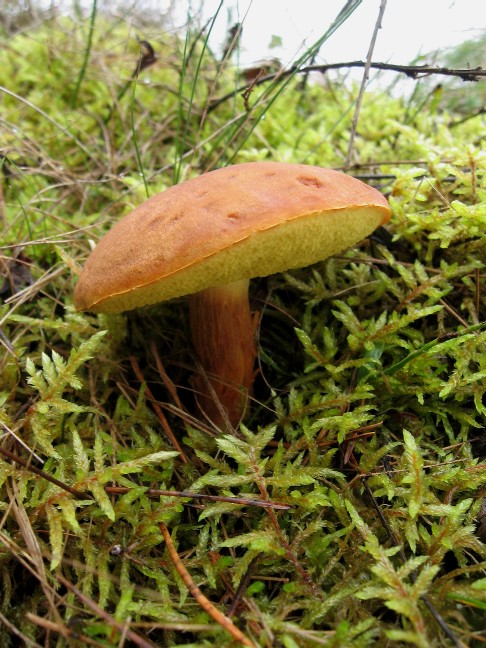 suchohríb červenohnedý Xerocomus ferrugineus (Kuntze) Singer