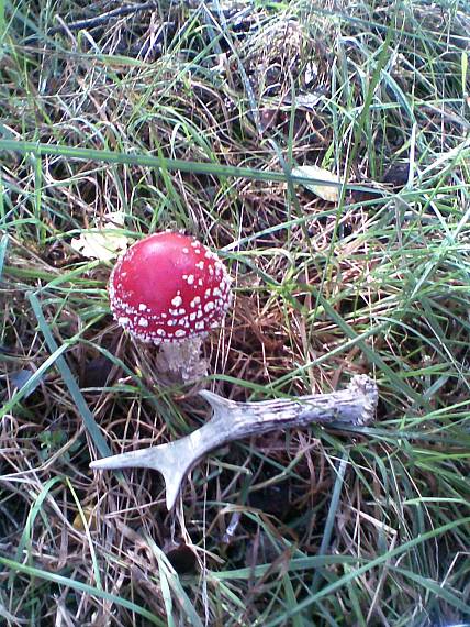 muchotrávka červená Amanita muscaria (L.) Lam.