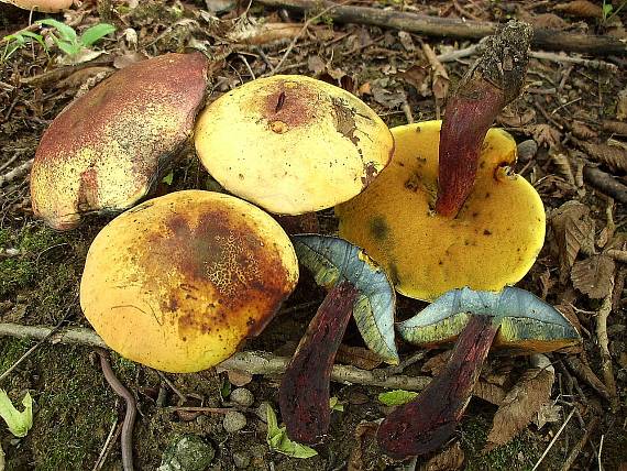 hríb Boletus sp.