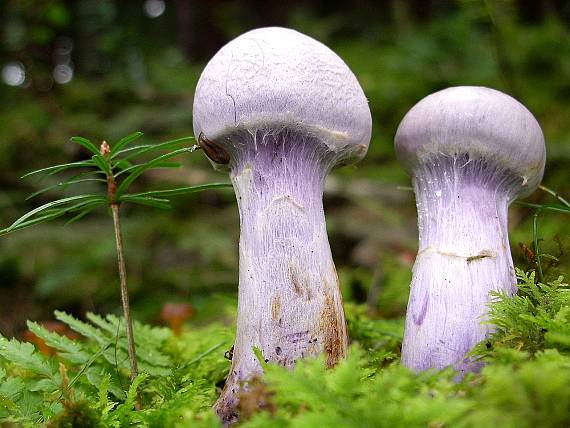 pavučinovec smradľavý Cortinarius traganus (Fr.) Fr.