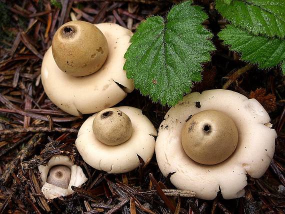 hviezdovka strapkatá Geastrum fimbriatum Fr.