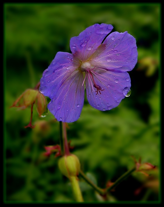 pakost lúčny Geranium pratense L.