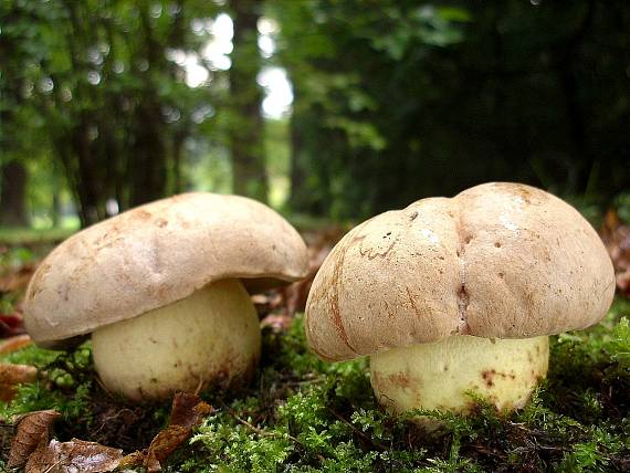 hríb plavý Hemileccinum impolitum (Fr.) Šutara