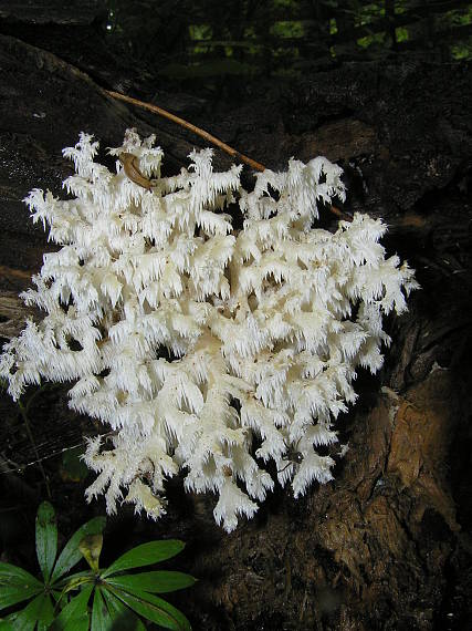 koralovec bukový Hericium coralloides (Scop.) Pers.