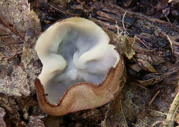 humária polguľovitá Humaria hemisphaerica (F.H. Wigg.) Fuckel