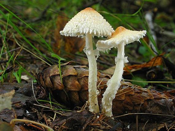 bedlička Lepiota sp.