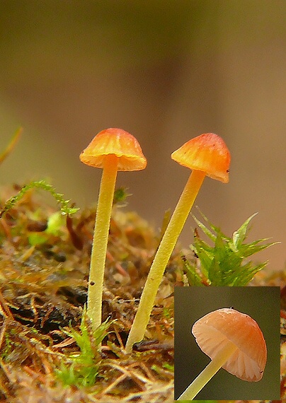 prilbička ihličková Mycena acicula (Schaeff.) P. Kumm.