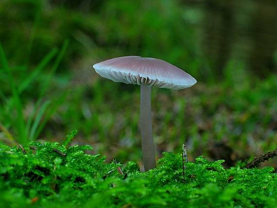 prilbička reďkovková Mycena pura (Pers.) P. Kumm.