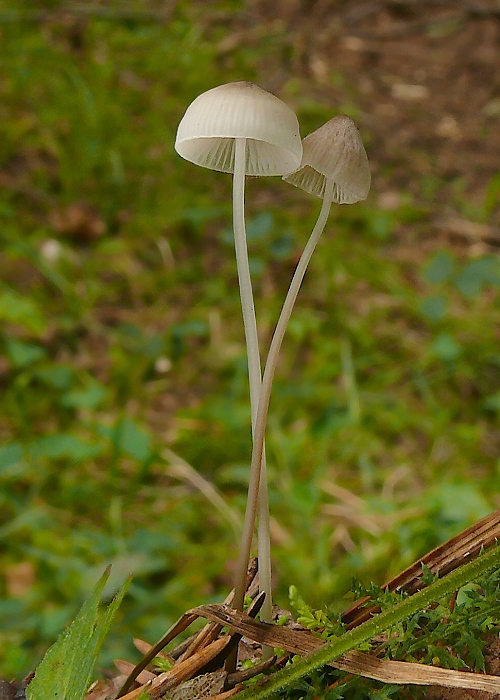 prilbička Mycena sp.