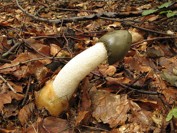 hadovka smradľavá Phallus impudicus L.