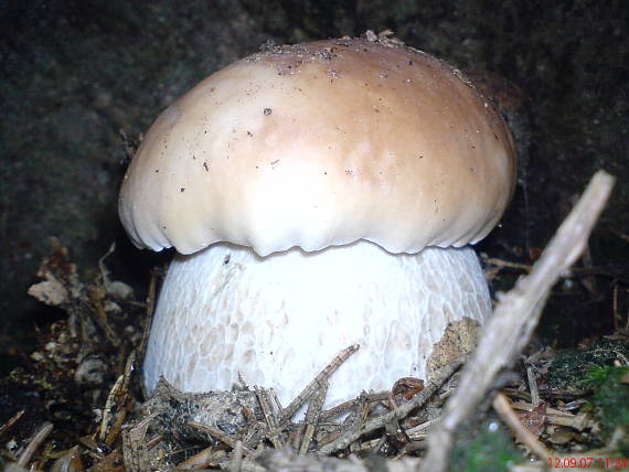 hrib smrekovy boletus edulis Bull.