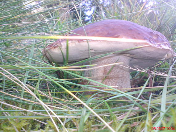 hrib smrekovy boletus edulis Bull.