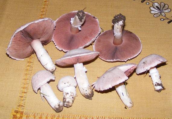 pečiarka poľná Agaricus campestris L.