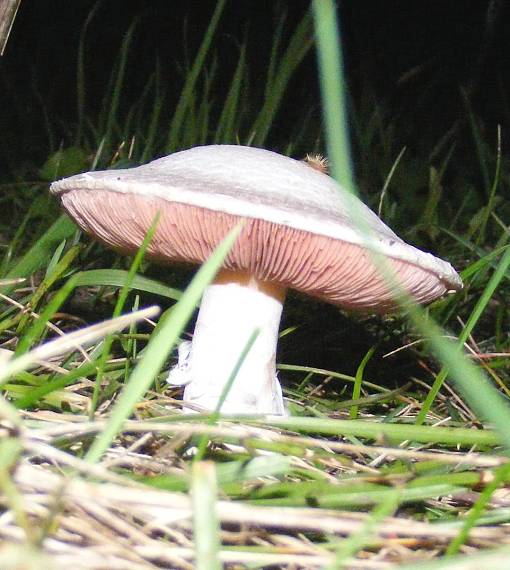 pečiarka poľná Agaricus campestris L.