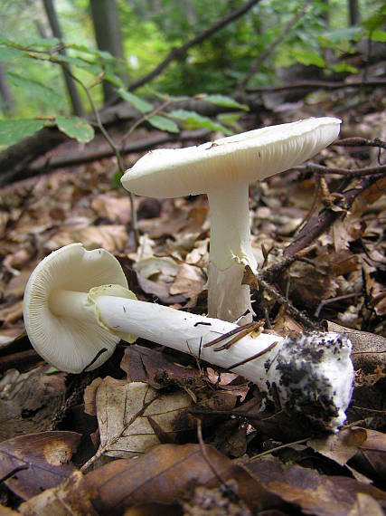 muchotrávka citrónovožltá Amanita citrina Pers.