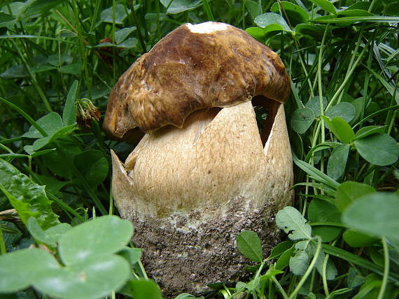 hríb bronzový Boletus aereus Bull. ex Fr.