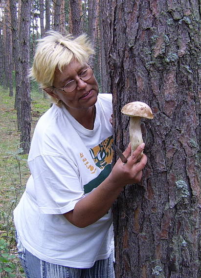 hríb smrekový Boletus edulis Bull.