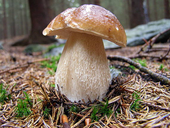 hřib smrkový Boletus edulis Bull.