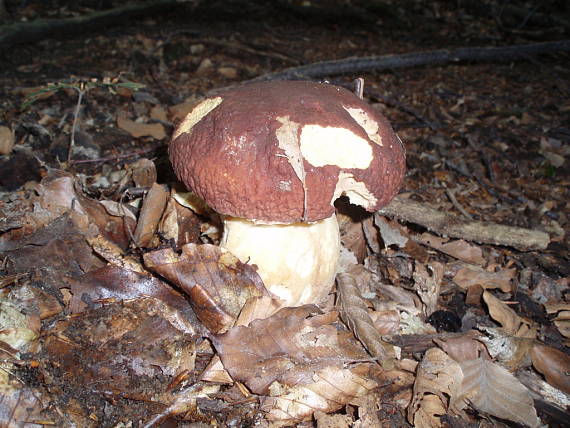 hríb sosnový Boletus pinophilus Pil. et Dermek in Pil.