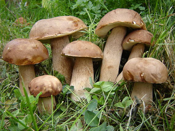 dubačiky Boletus reticulatus Schaeff.