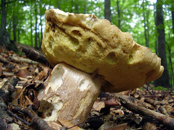 hríb dubový Boletus reticulatus Schaeff.