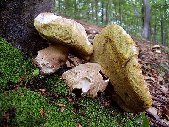 hríb dubový Boletus reticulatus Schaeff.