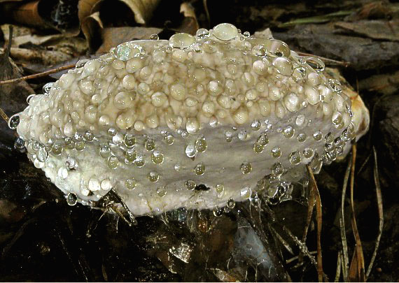 práchnovček pásikavý Fomitopsis pinicola (Sw.) P. Karst.