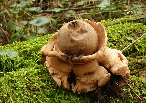 hviezdovka trojitá Geastrum triplex Jungh.