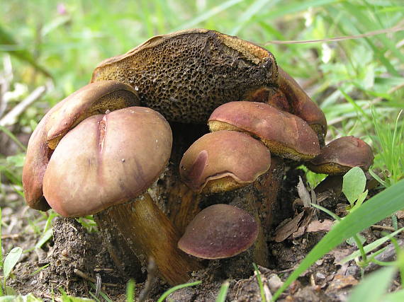 suchohríb karmínový Hortiboletus rubellus (Krombh.) Simonini, Vizzini & Gelardi