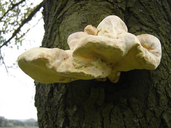 sírovec obyčajný Laetiporus sulphureus (Bull.) Murrill