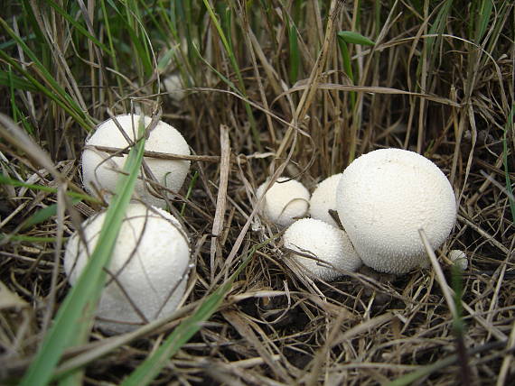 prášnice Lycoperdon sp.