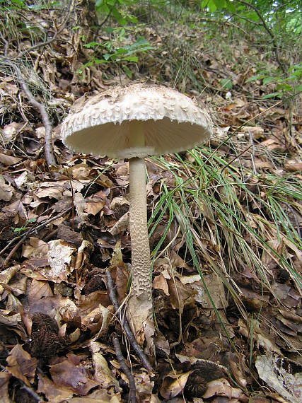 bedľa vysoká Macrolepiota procera (Scop.) Singer