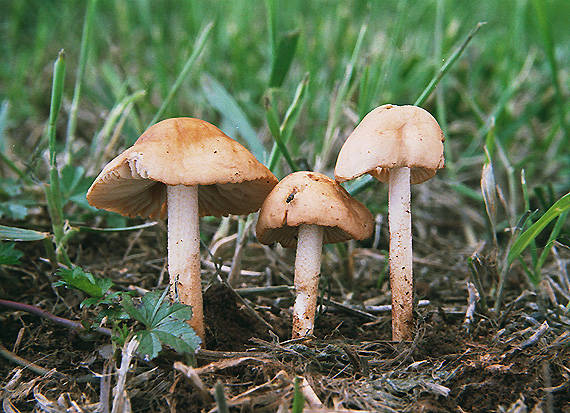 tanečnica poľná / špička obecná Marasmius oreades (Bolton) Fr.