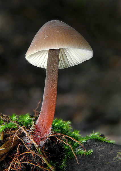 prilbička šafranová Mycena crocata (Schrad.) P. Kumm.