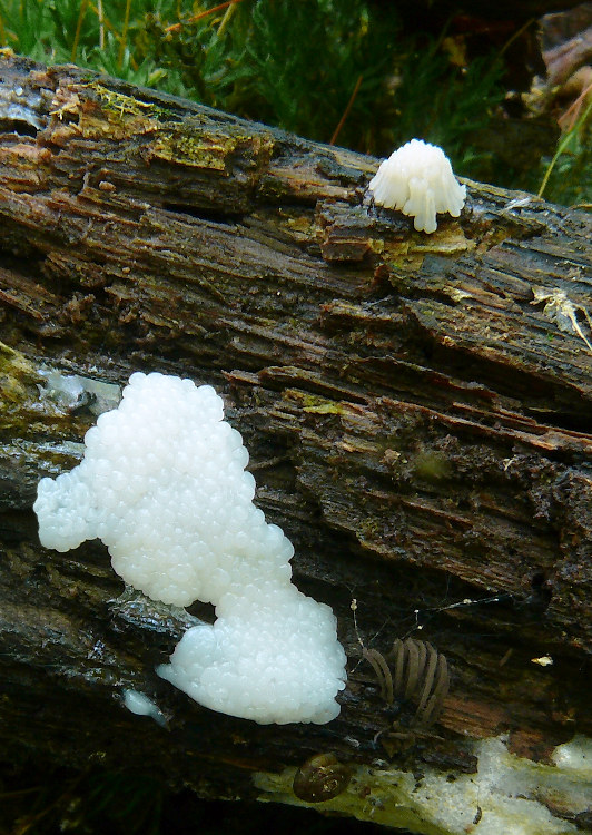 slizovka Myxomycetes