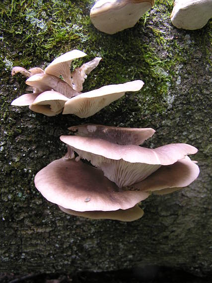 hliva ustricovitá Pleurotus ostreatus (Jacq.) P. Kumm.