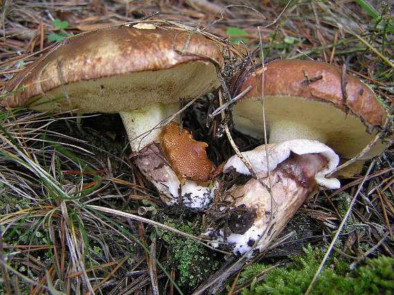 masliak obyčajný Suillus luteus (L.) Roussel