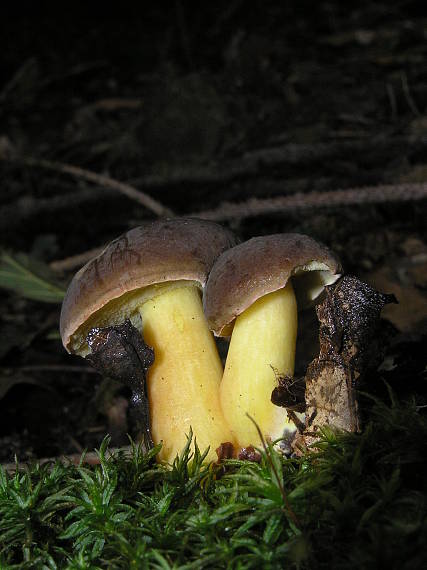 suchohríbnik zamatový Xerocomellus pruinatus (Fr. & Hök) Šutara