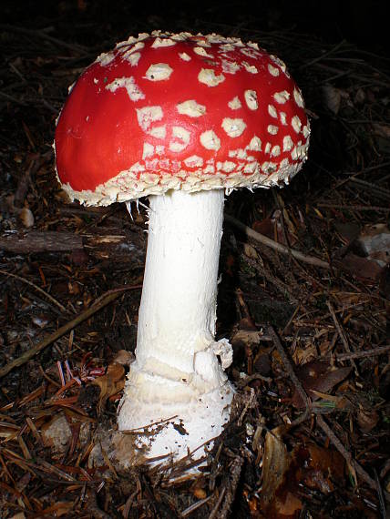 muchotrávka červená Amanita muscaria (L.) Lam.