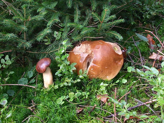 hríb smrekový Boletus edulis Bull.